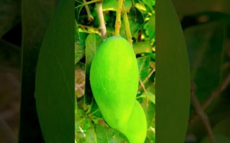 My Village, India 🇮🇳 comply with for day by day Indian content material 🇮🇳 #nature #mango #naturephotography #pictures