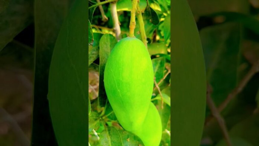 My Village, India 🇮🇳 comply with for day by day Indian content material 🇮🇳 #nature #mango #naturephotography #pictures